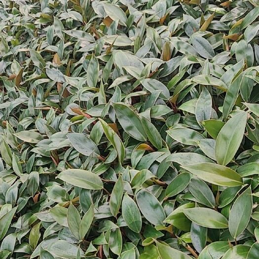 广州金钻盆栽 美国红钻 红金钻穴盘苗组培种植基地直销