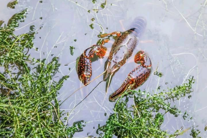 公安县清水小龙虾 456青红虾17，这个规格的虾肉质最鲜嫩