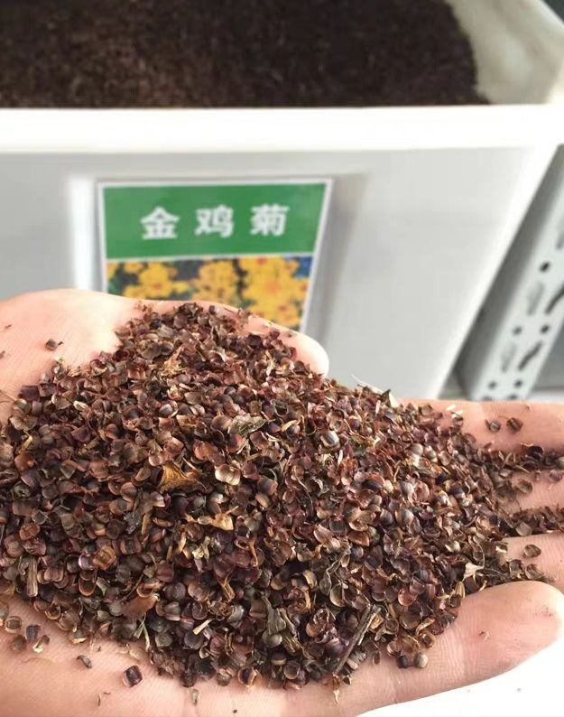 沭阳县 大花金鸡菊种子，多年生简单易种，大量批发