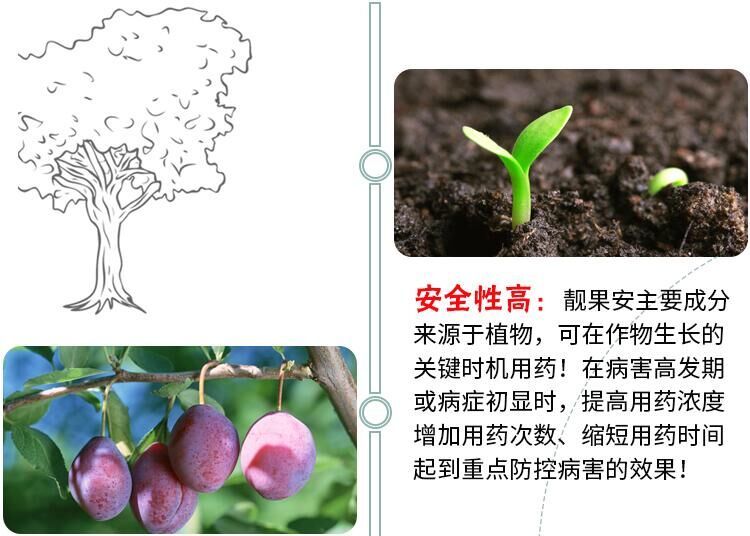  靓果安 芒果角斑病猕猴桃柑橘溃疡病褐斑炭疽病桃树穿孔病杀菌