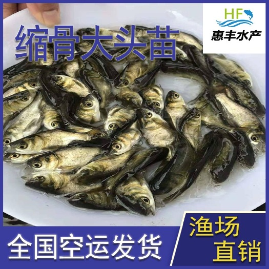 广州 优质缩骨大头鱼苗   活体鱼苗基地直销   全国空运