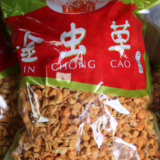 遂溪县冬虫夏草