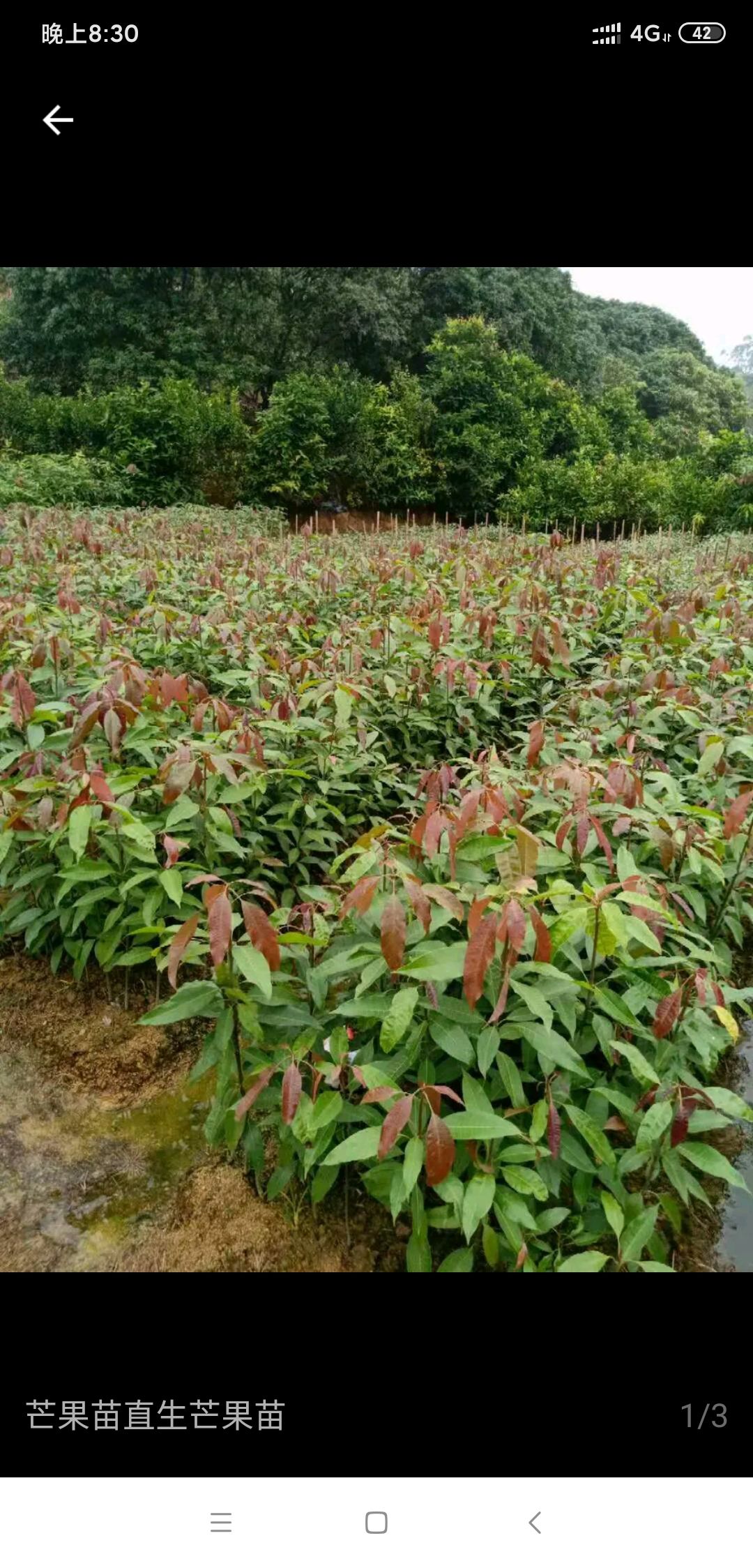 芒果直生苗（实生苗）