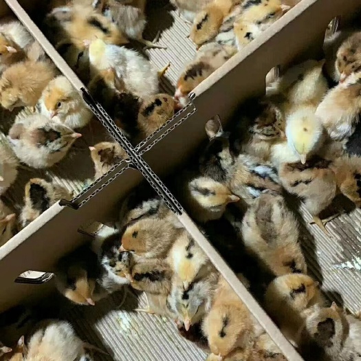 扬州土鸡苗 统货