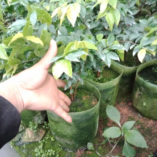 灵山县 四季嘉宝果苗树葡萄苗