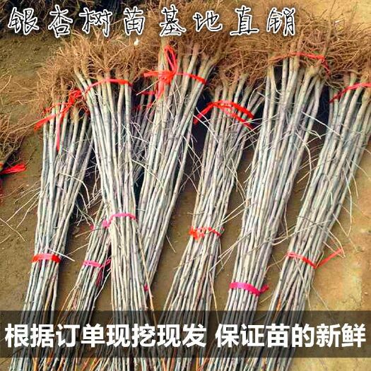 邳州市 银杏树苗，白果苗庭院园林绿化苗木行道树金叶银杏树小苗4年苗