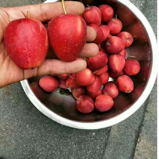 包头鸡心果苗 鸡心果树苗