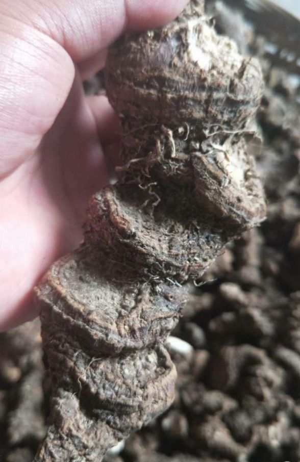  大山沟沟自然生，粉质华重楼！干货