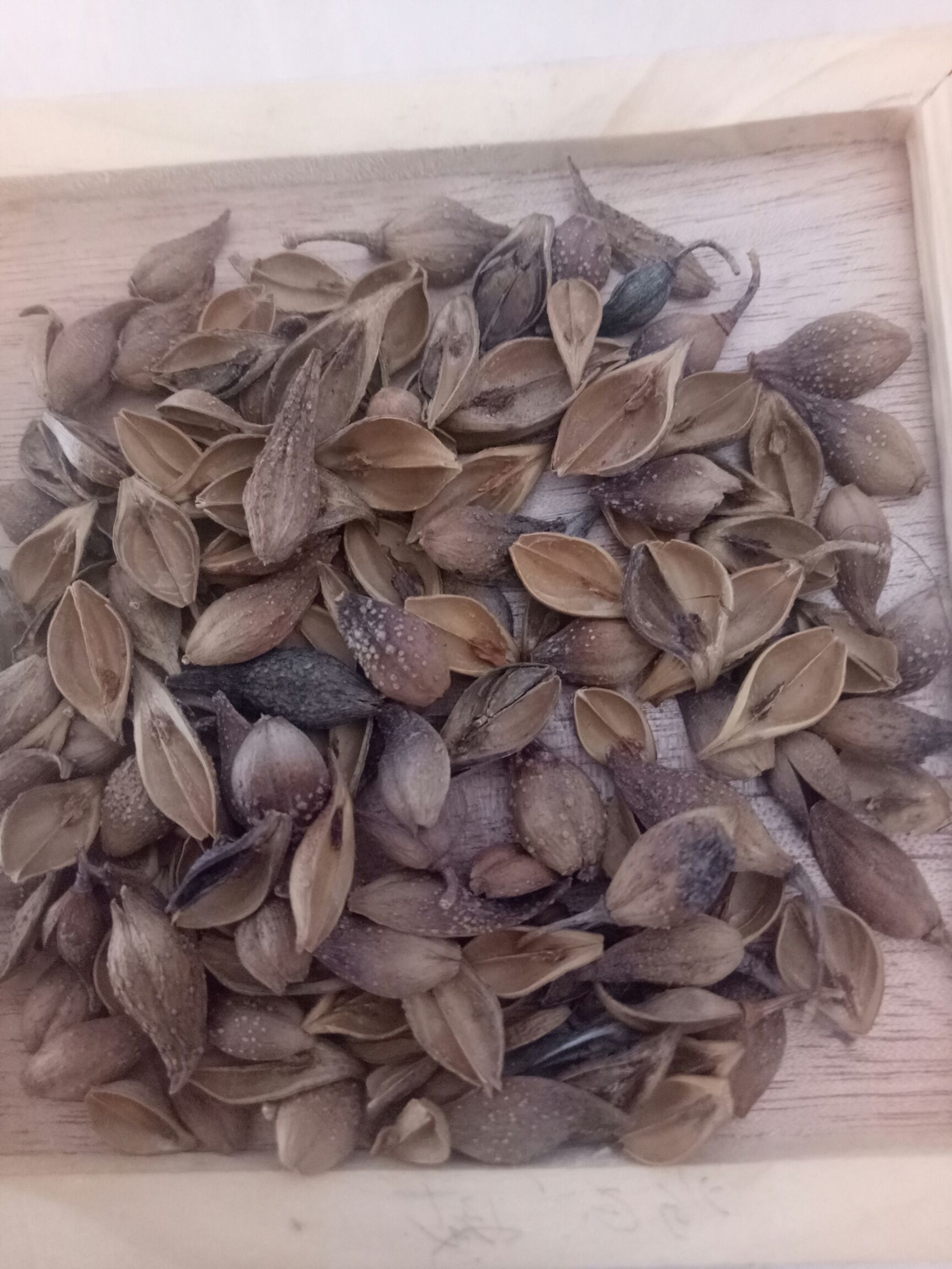 黄翘 天然药材，质量保证。