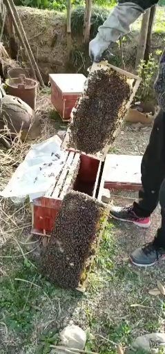 勉县 有想养土蜂联系，便宜出售