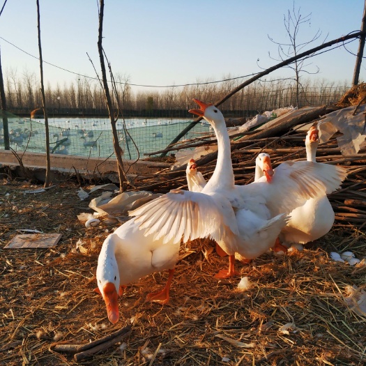 邳州市 全生态散养大白鹅，原粮喂养，品相美丽