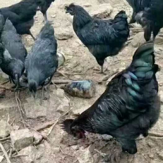 南宁五黑一绿鸡苗 优良品种，货不对版包赔，运输死亡包赔