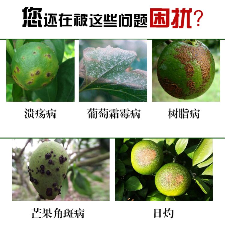  靓果安 芒果角斑病猕猴桃柑橘溃疡病褐斑炭疽病桃树穿孔病杀菌