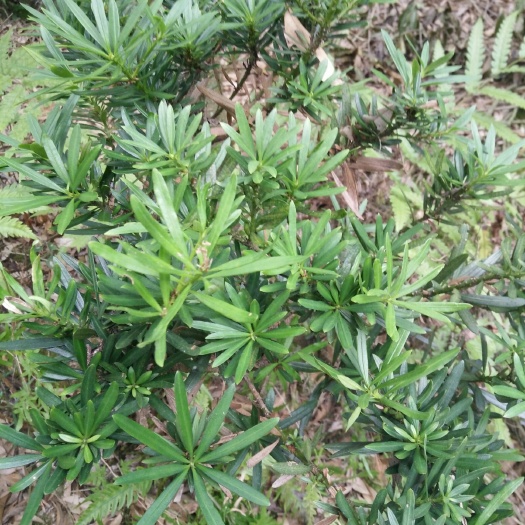 浦城县 雀舌小叶罗汉松地径3一8㎝