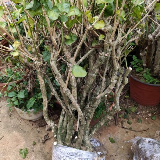 横州市 精品茉莉花老桩20年，地苗