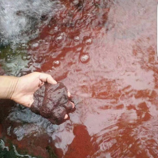 南丹县红虫