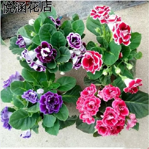 青州市 重瓣大岩桐盆栽花苗富贵芙蓉花卉观花植物带花发货四季开花包邮