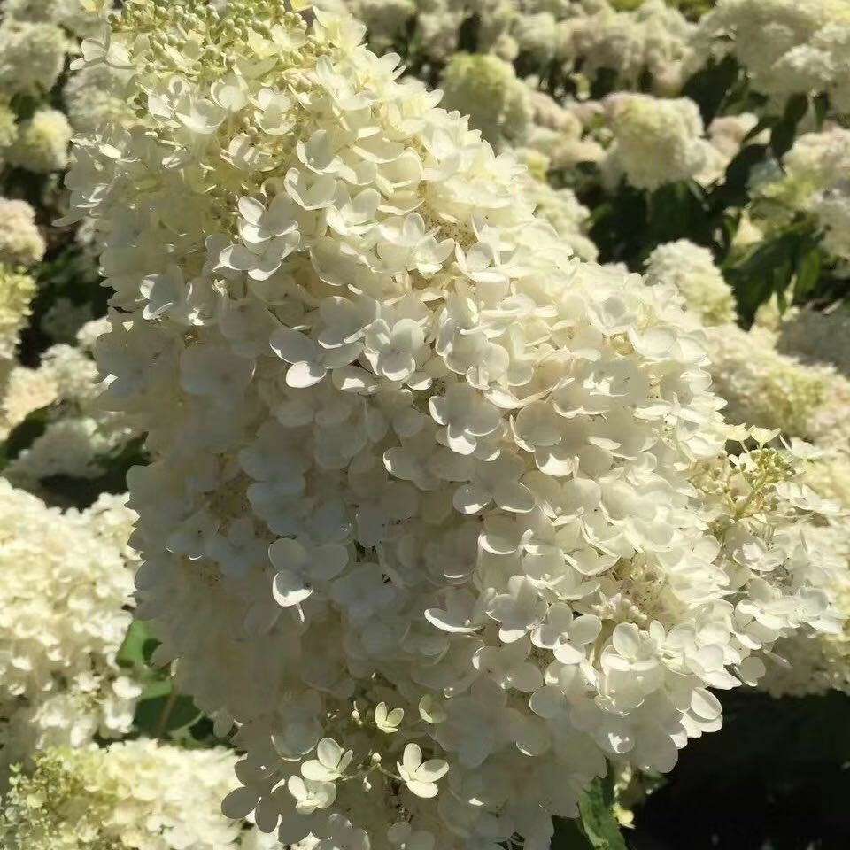 辽宁 木绣球 大花水桠木 绣球小苗