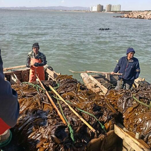 荣成市 山东荣成新鲜湿海带