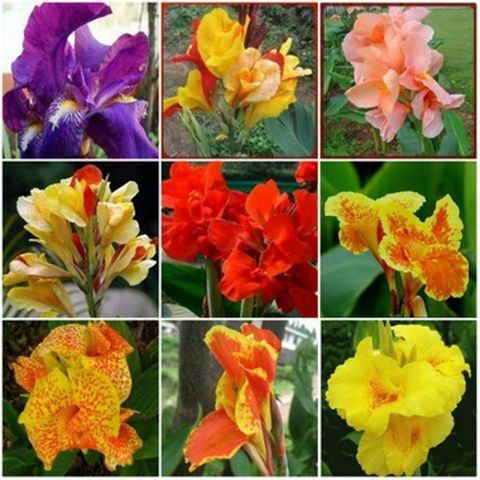 红花美人蕉  红黄花美人蕉  精品美人蕉种球，保品种，保成活，保证发芽率