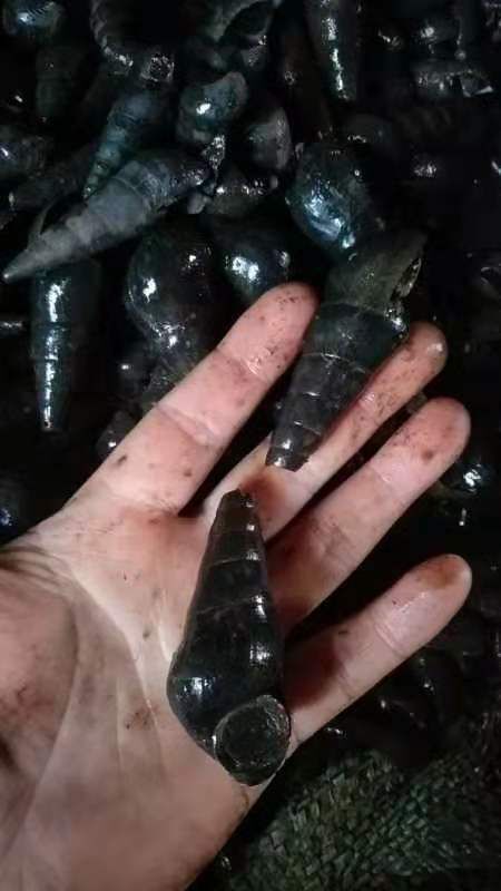 河源山坑螺 光滑螺个子大，天天有货，