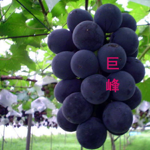 巨峰葡萄苗 中熟 多年老品种叶片抗病 产量高 适合南北方种植明年挂果