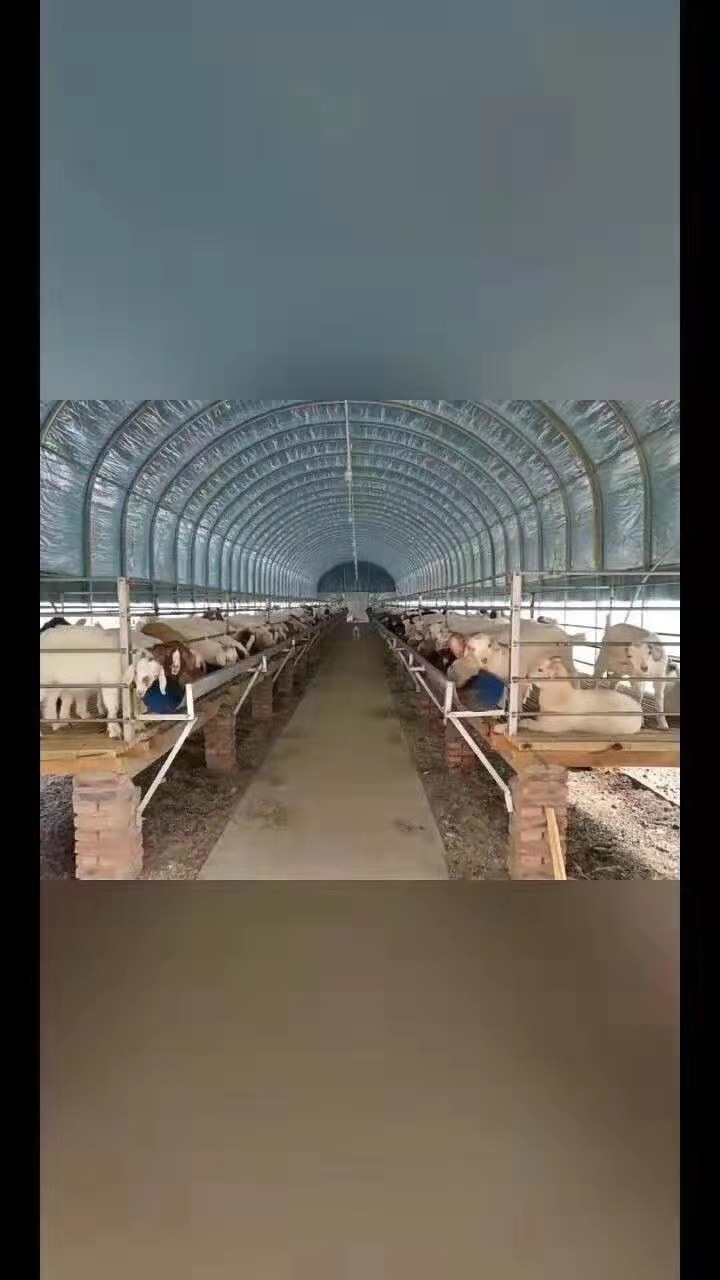 养殖大棚 养殖温室大棚
