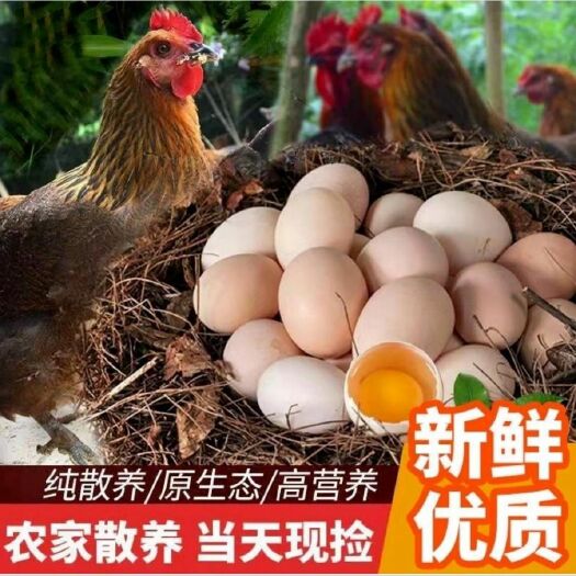 安阳县 农村散养土鸡蛋柴草笨鸡蛋破损包赔现捡包邮
