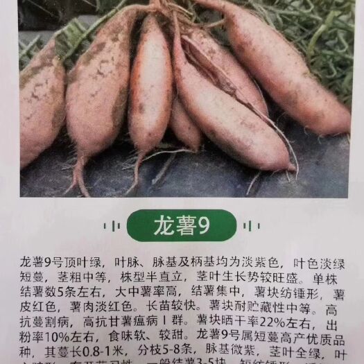 尉氏县西瓜红红薯苗 河南省农科院红薯苗基地！