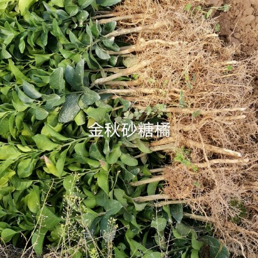 阳朔县早熟沙糖桔苗 特早砂糖橘
