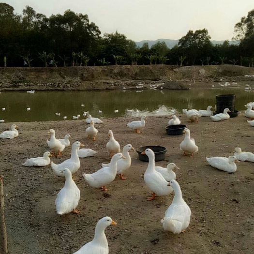 陆丰市 农场大白鸭