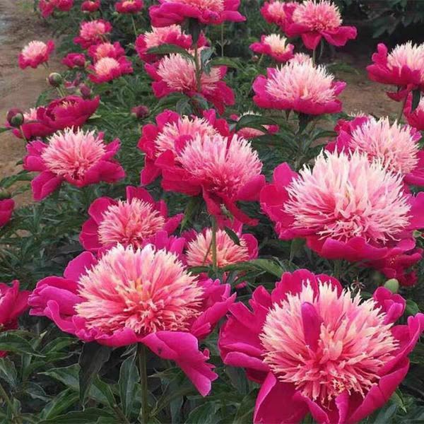 赤芍花 勺药花盆栽地地栽南北适种耐寒