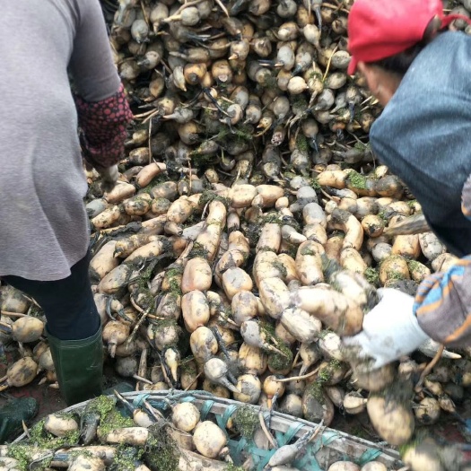 嘉鱼县鄂莲6号藕种苗  出售藕苗莲藕苗大量出售莲藕种子藕种