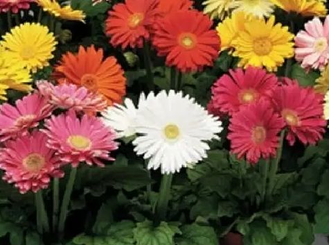 非洲菊种子  四季易种易活花草 观赏两用