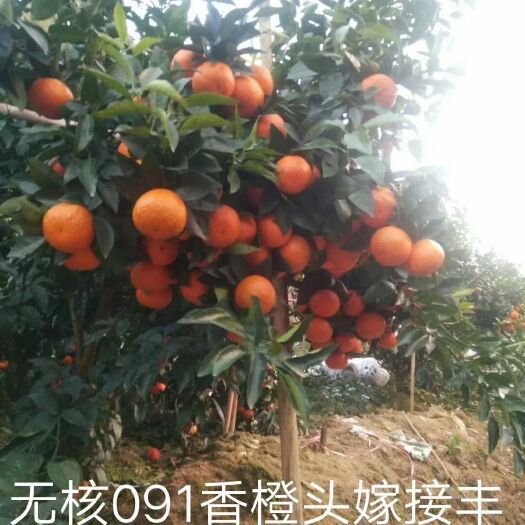 富川县 纽荷尔脐橙苗，沃柑苗，夏橙苗，091无核沃柑苗，红肉脐橙苗，