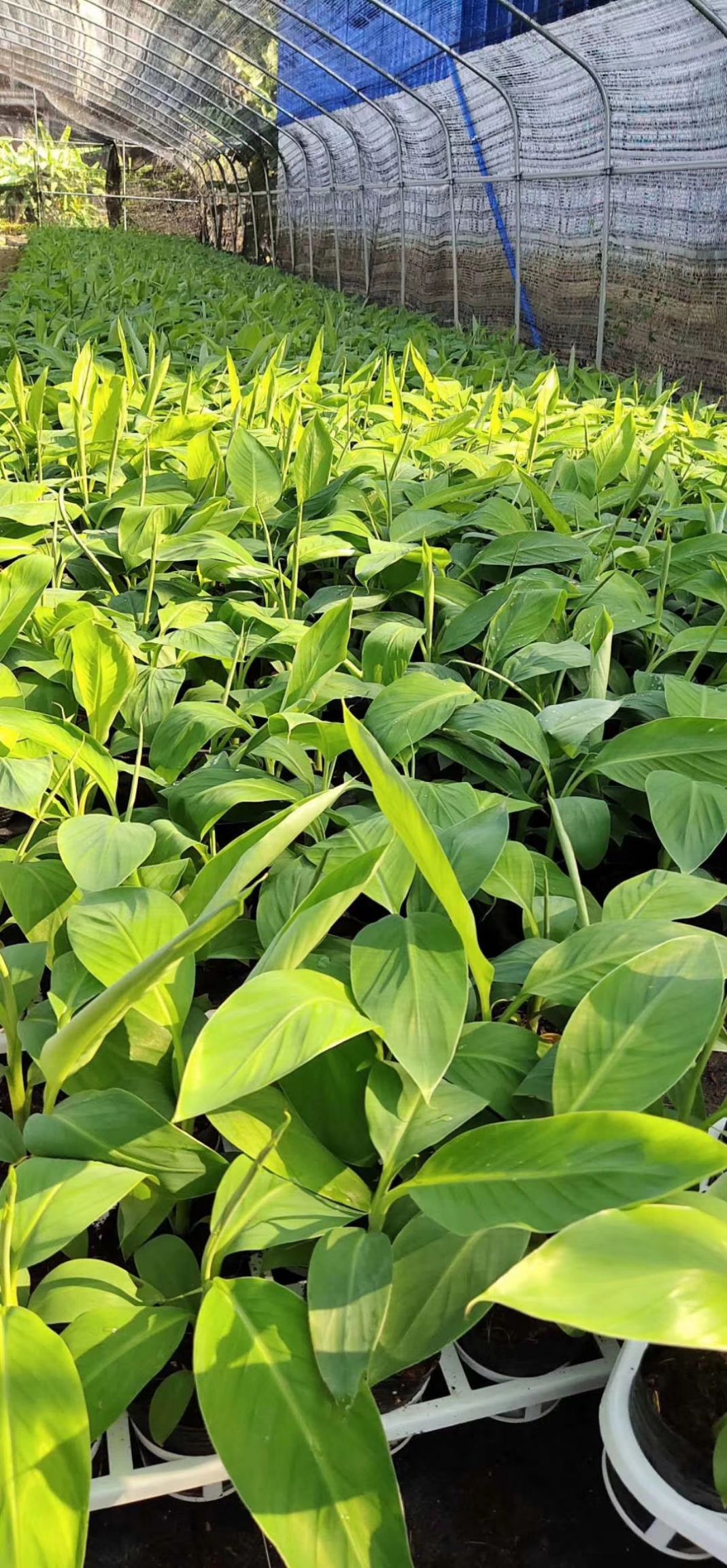  香蕉苗 威廉斯B6香蕉  产品高