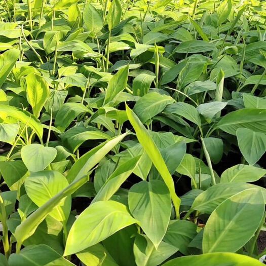 灵山县 香蕉苗 威廉斯B6香蕉  产品高