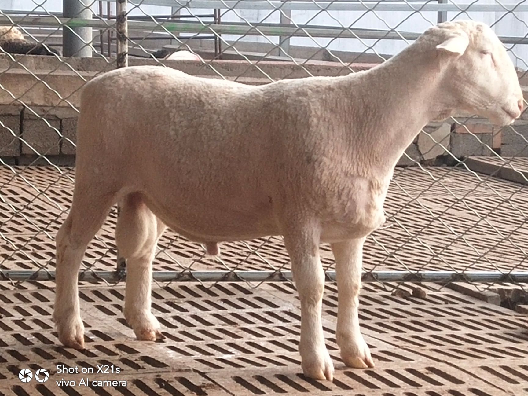  出售纯种杜波绵羊