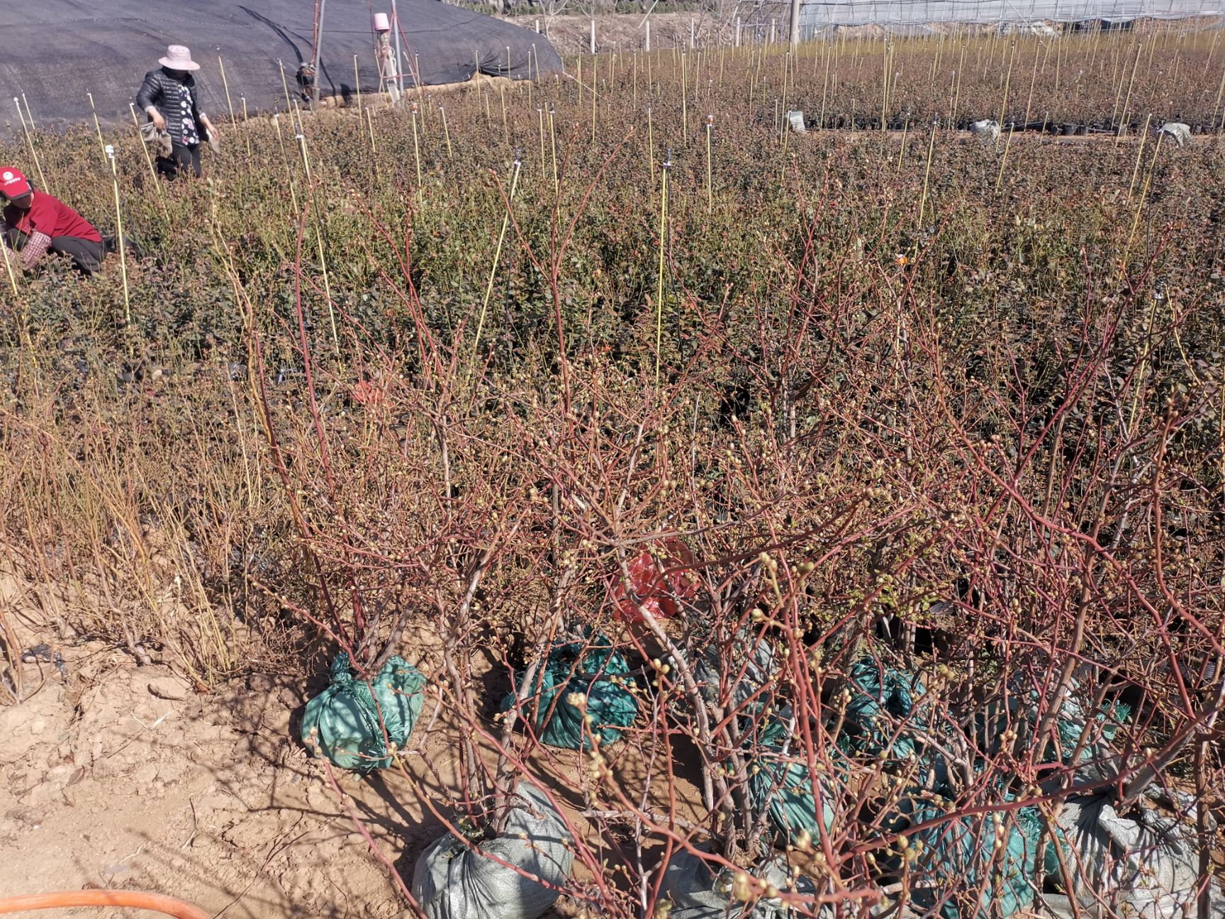  藍莓苗木夏普藍藍雙豐兔眼萊格西薄霧盆景地栽水果樹南北方庭院