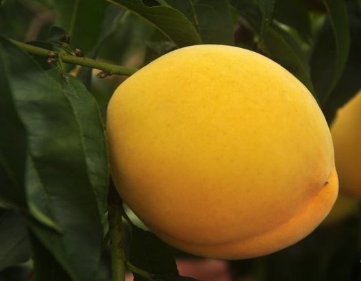 平邑县 桃树苗盆栽地栽南北方种植嫁接苗水蜜桃苗当年结果特大早熟果树苗