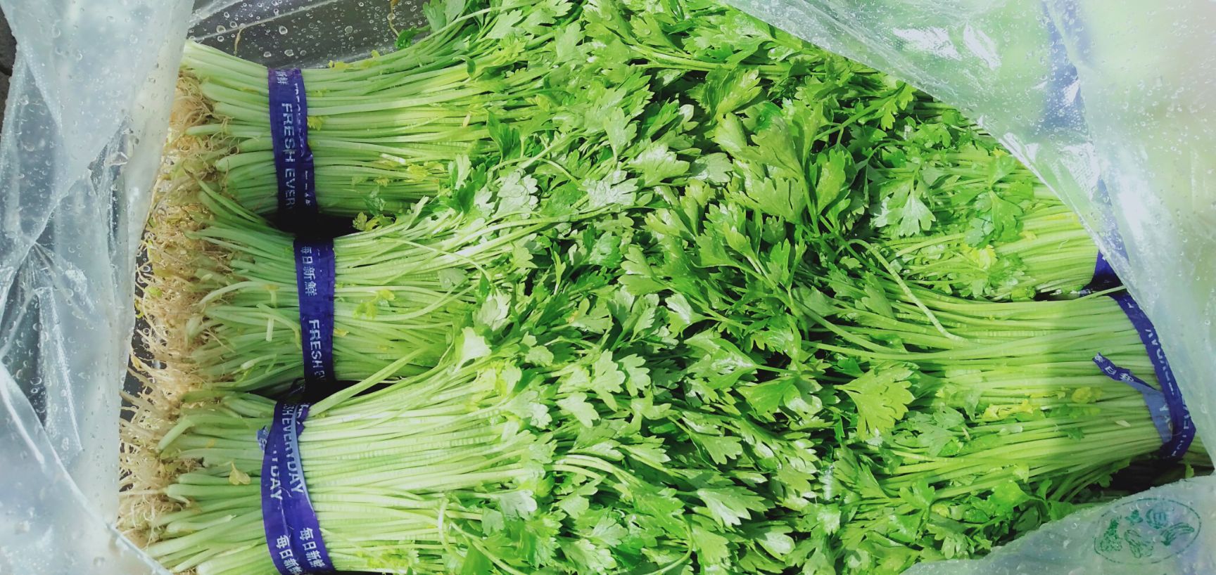  山芹苗香芹苗芹菜苗