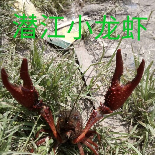 潜江市 虾苗品种优良，活力旺盛