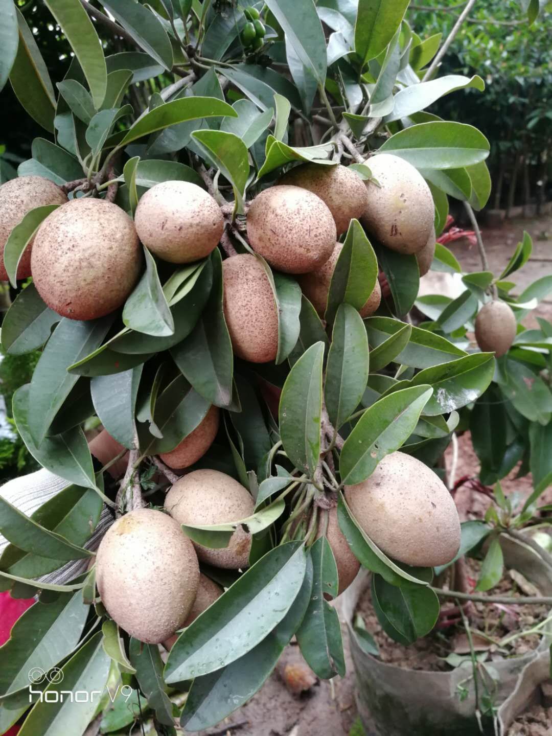 人心果树苗 改善低糖，清肺润肺，入药补钙，促进吸收，营养价值