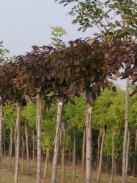 隆尧县 秋紫白蜡