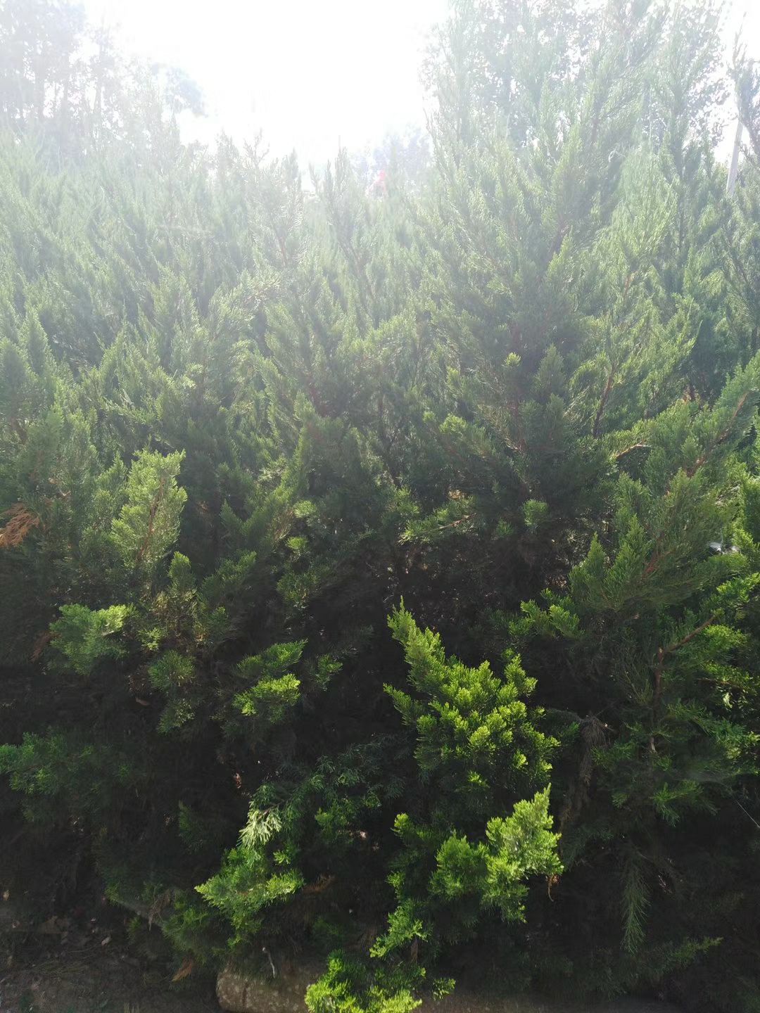 侧柏 丛柏 丛生龙柏，1.5-1.8米