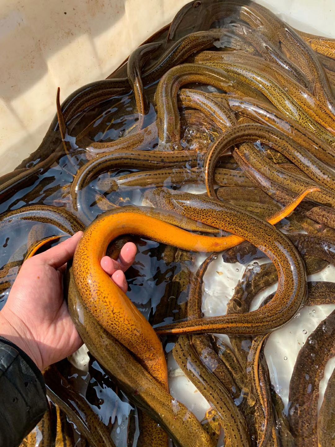 斤货八两上天然大黄鳝，斤货，货源稳定，鲜活到家，洪湖直发