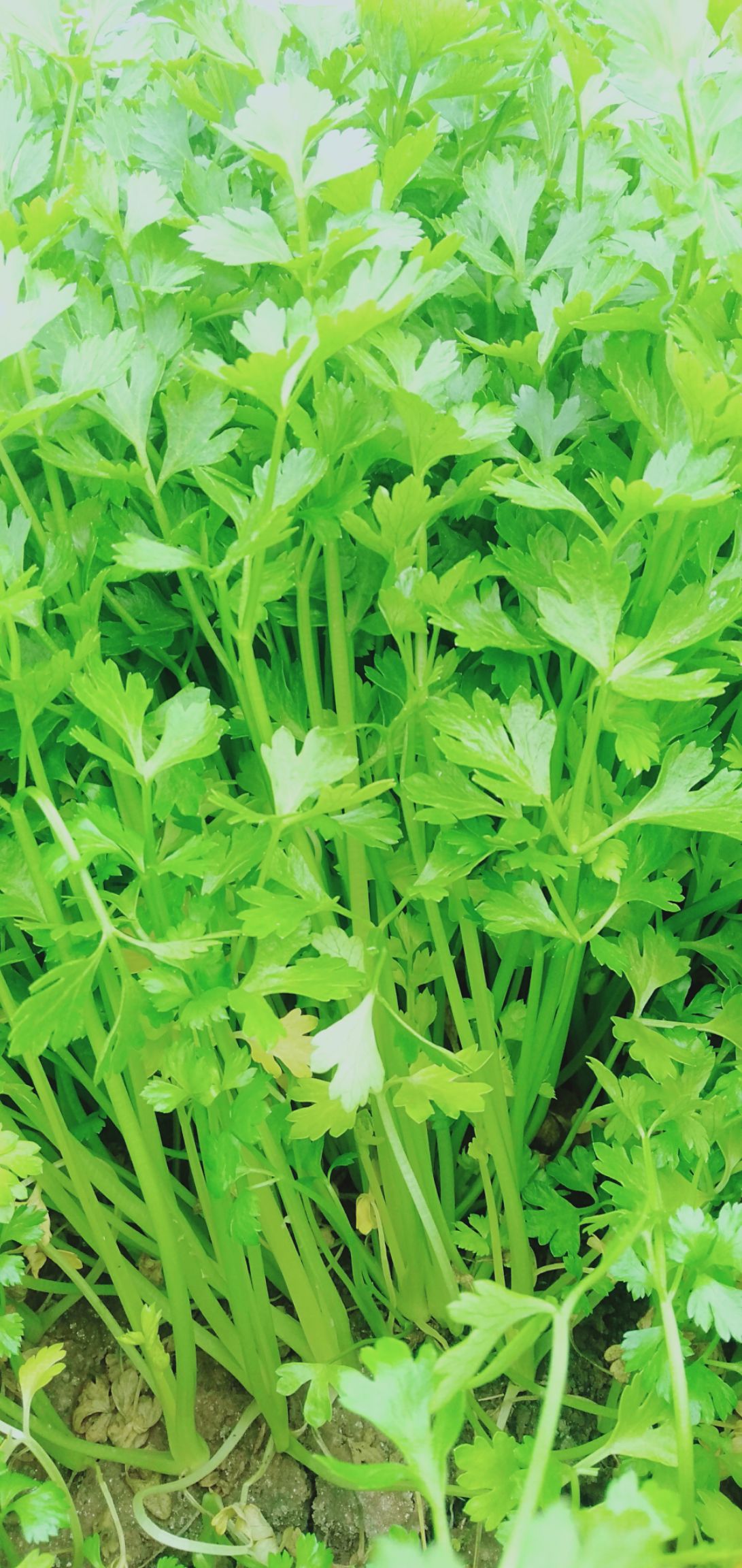  山芹苗香芹苗芹菜苗