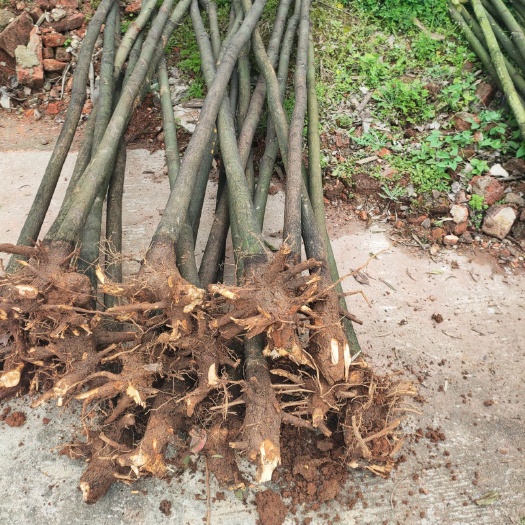 郴州马尼拉草皮 马尼拉草卷直销