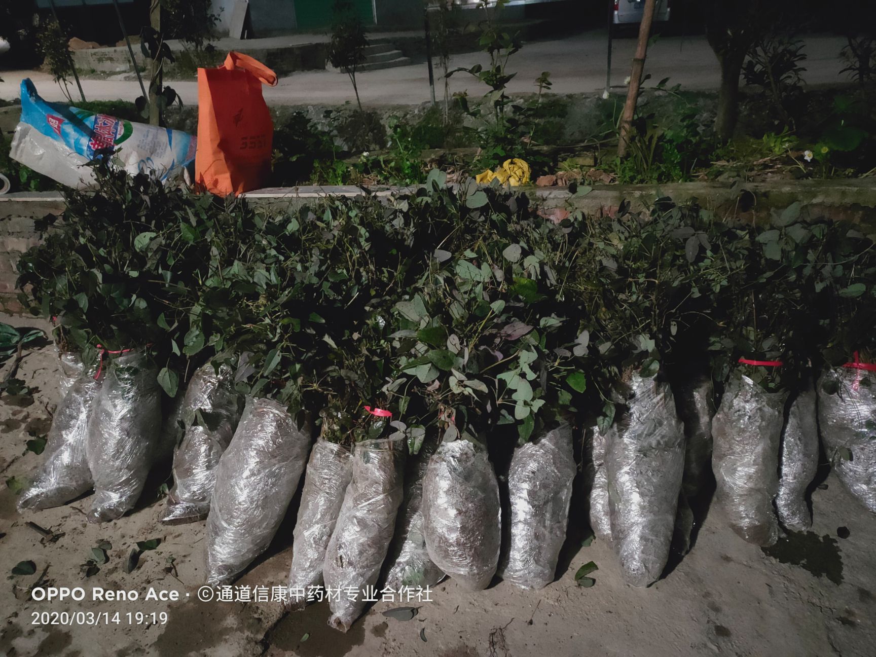 八月瓜苗  紫宝三号   优质品种  籽少肉多  第二年保证挂果