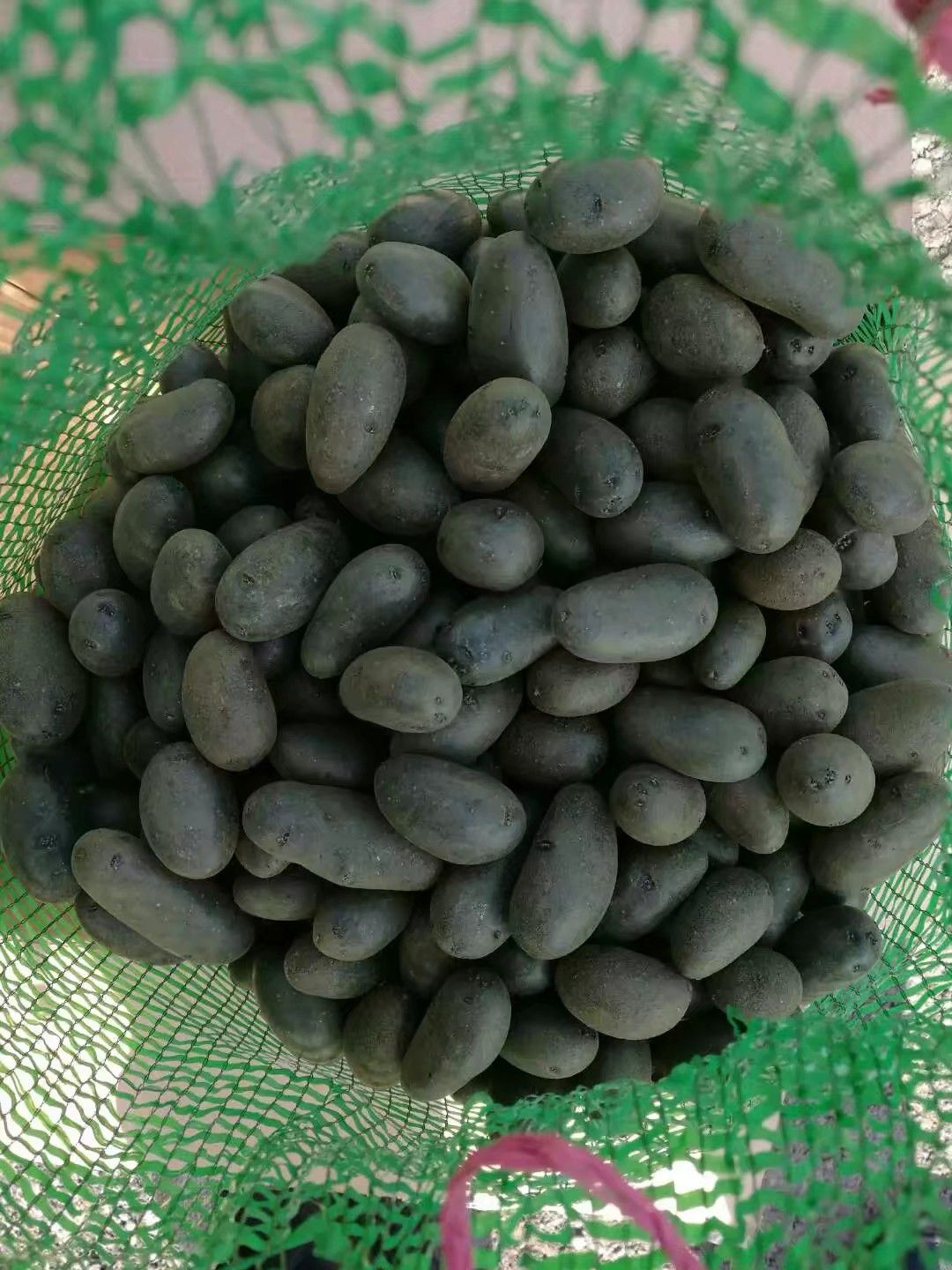 黑金刚土豆种子  黑土豆原原种，黑土豆微型薯